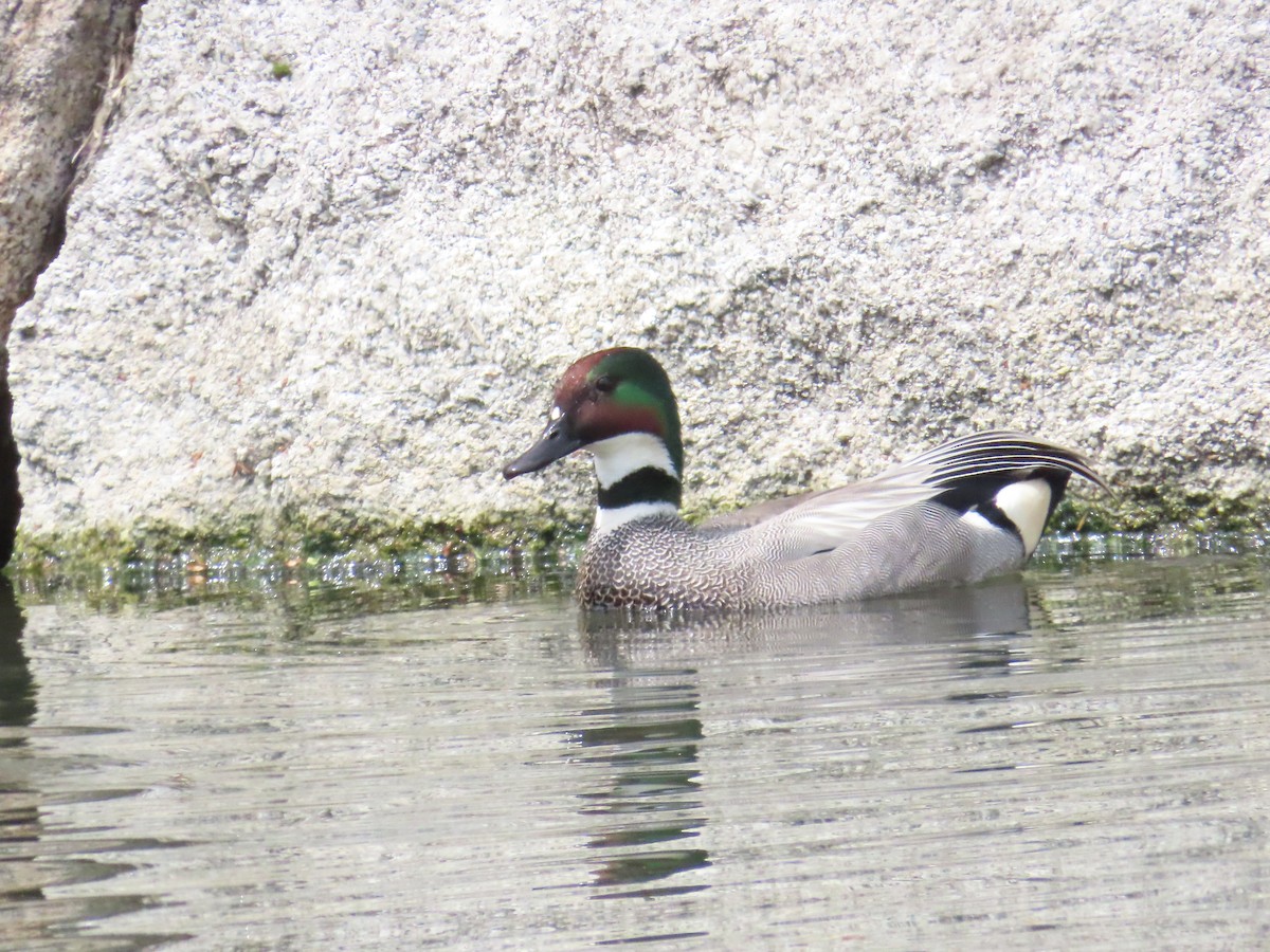 Falcated Duck - Ben Ward