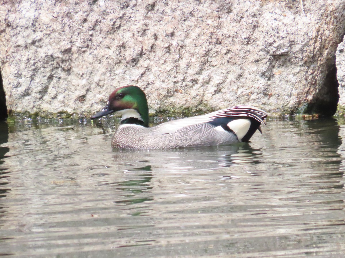 Falcated Duck - Ben Ward