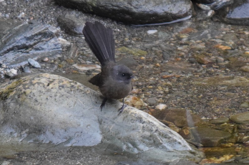 New Zealand Fantail - ML617647012