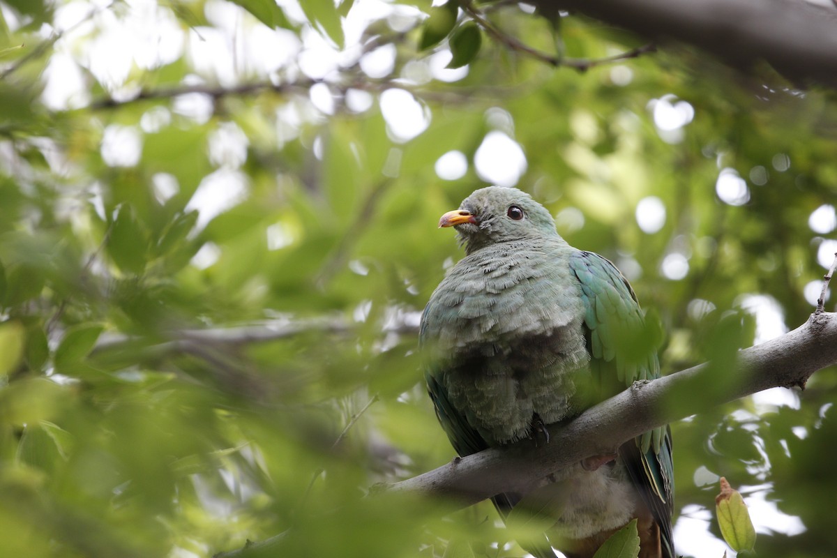 Black-chinned Fruit-Dove - mickey wu