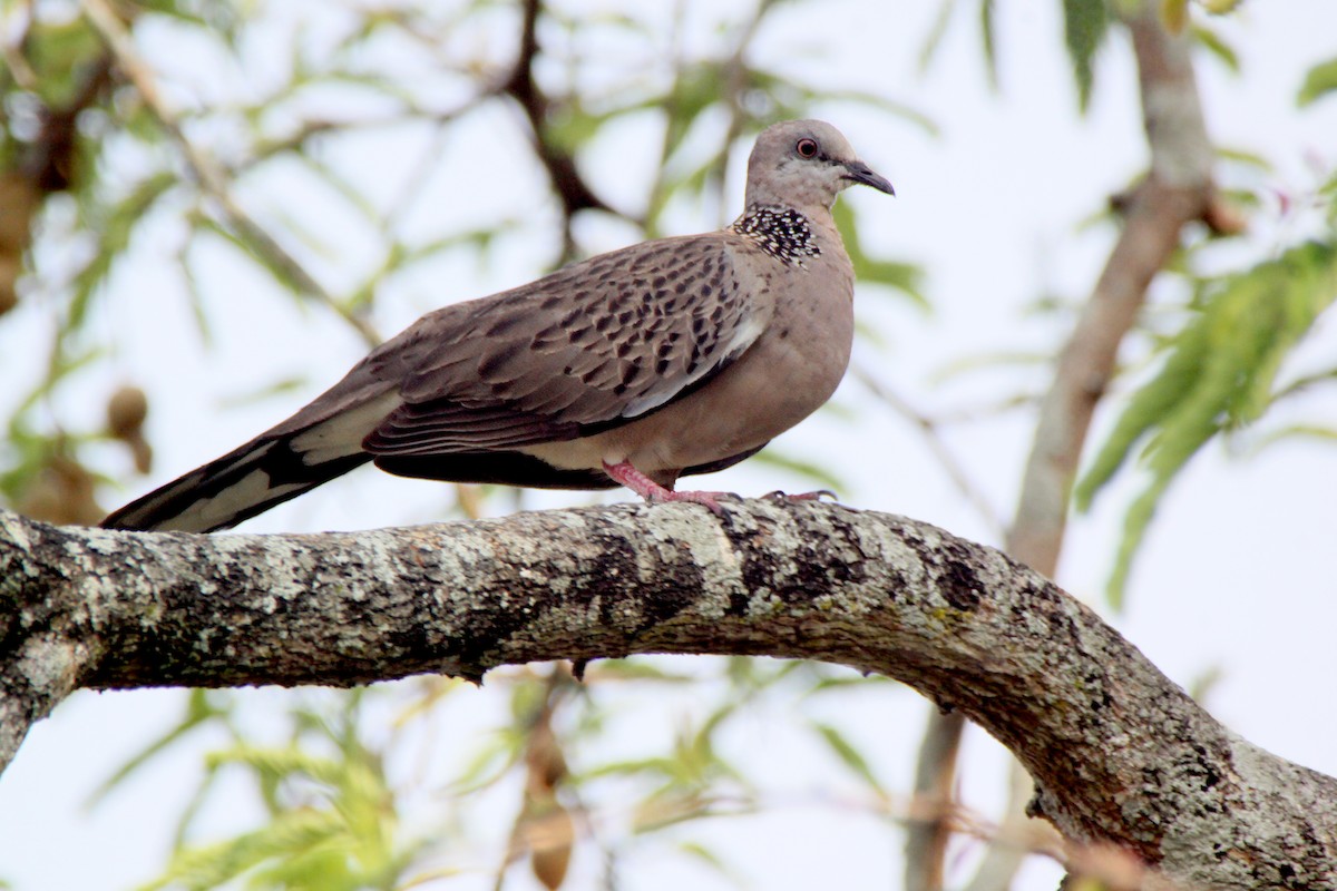 Spotted Dove - mongkol keawtap