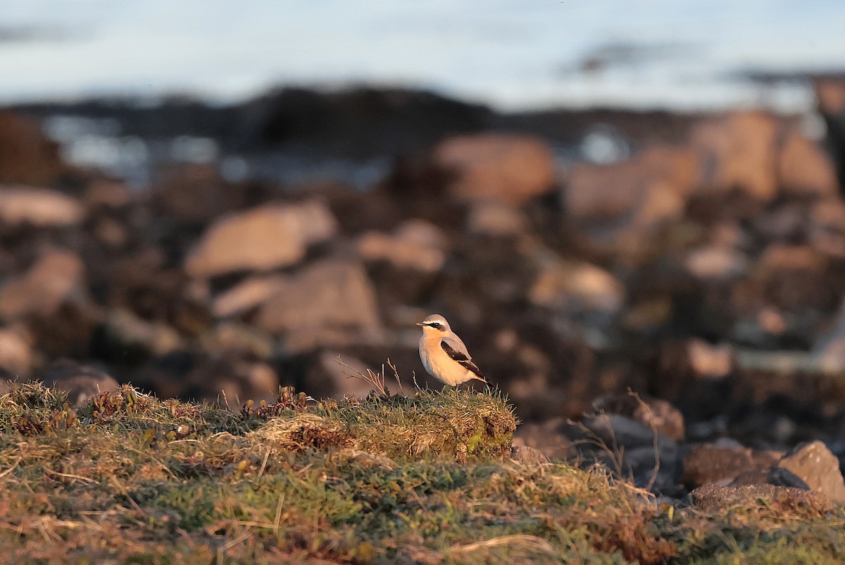 Northern Wheatear - ML617647132