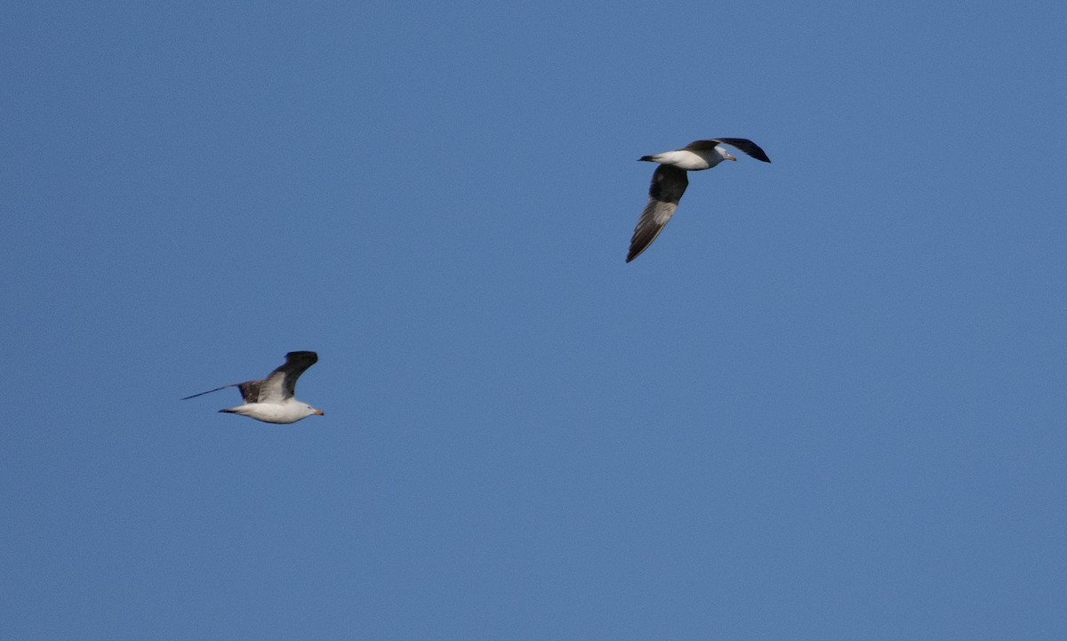 Lesser Black-backed Gull (graellsii) - ML617647136