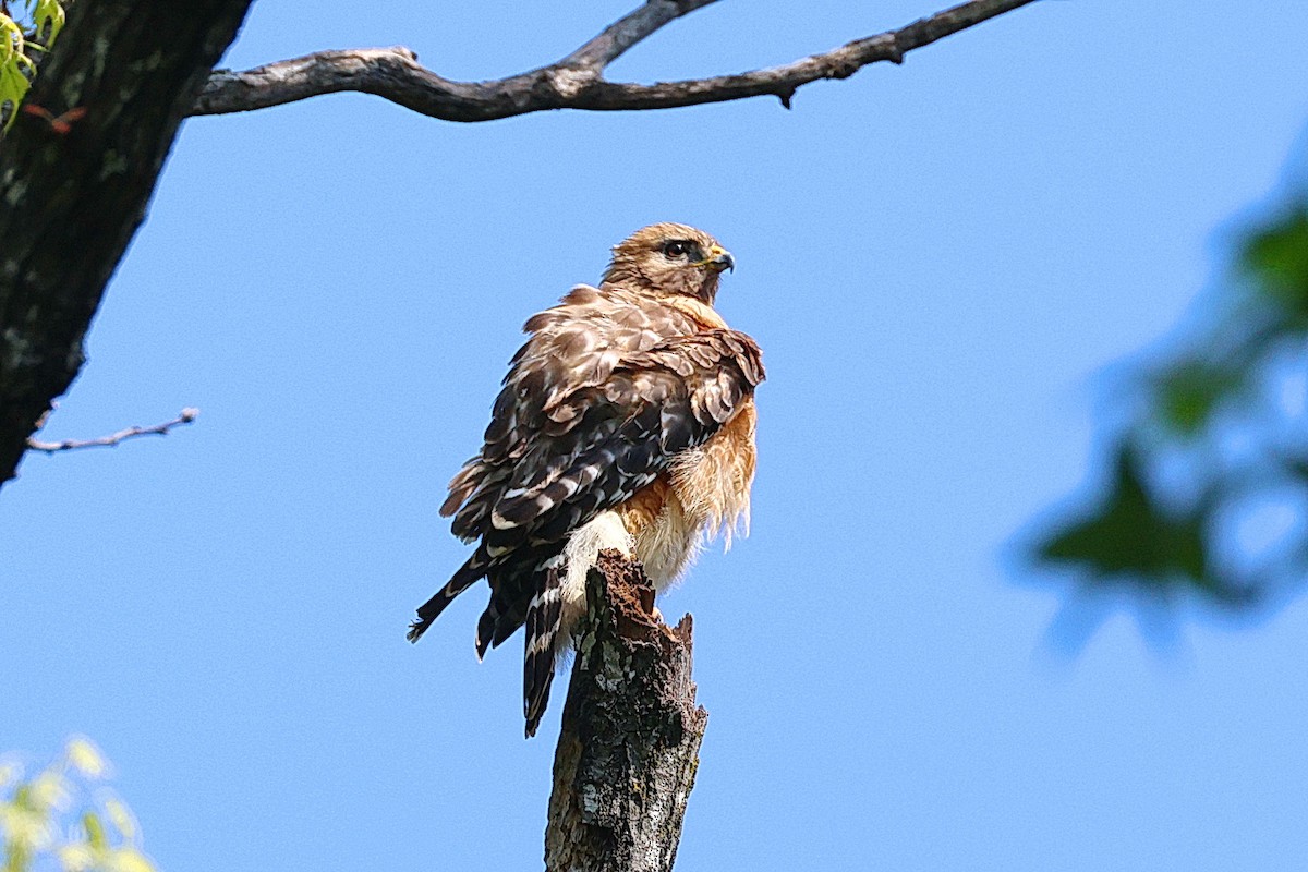 Red-shouldered Hawk - ML617647147