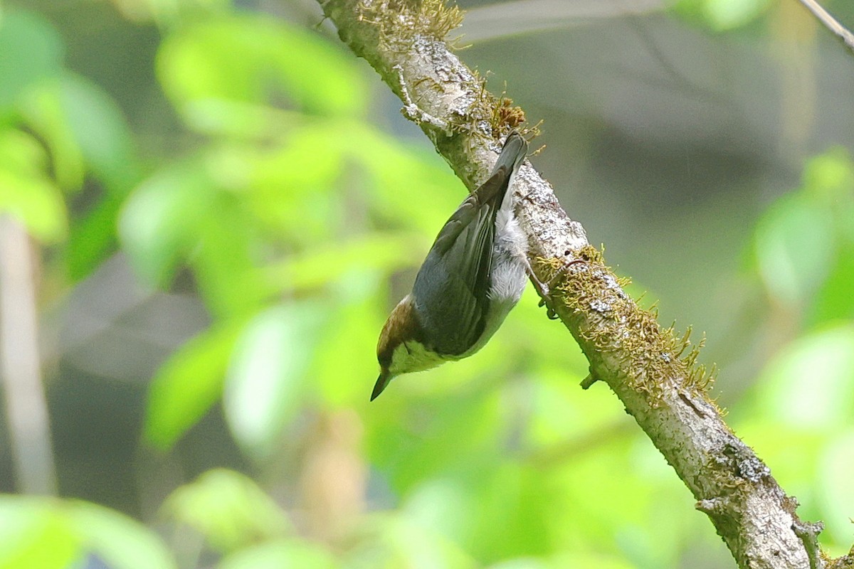 Brown-headed Nuthatch - ML617647154