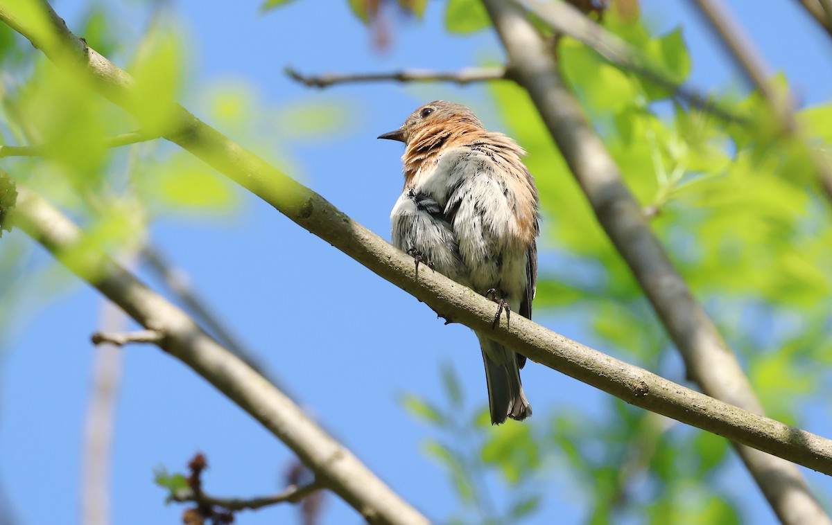 Eastern Bluebird - ML617647157