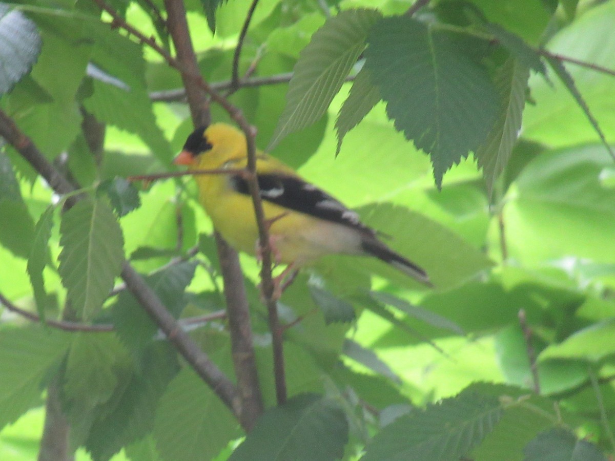 American Goldfinch - ML617647179