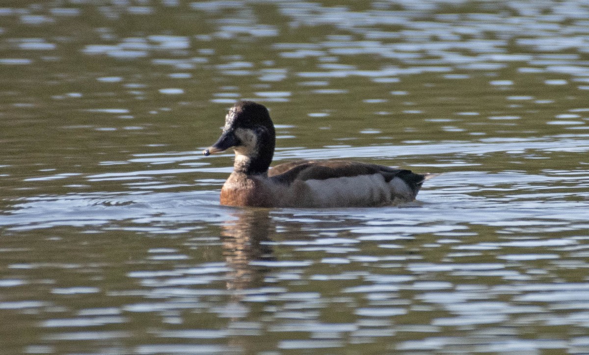 Mallard x Red-crested Pochard (hybrid) - ML617647185