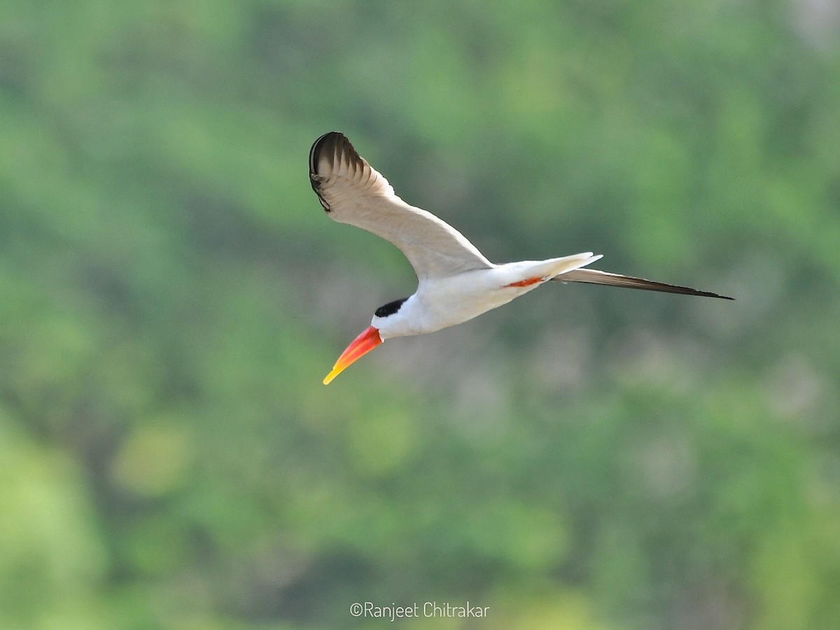 Indian Skimmer - ML617647190