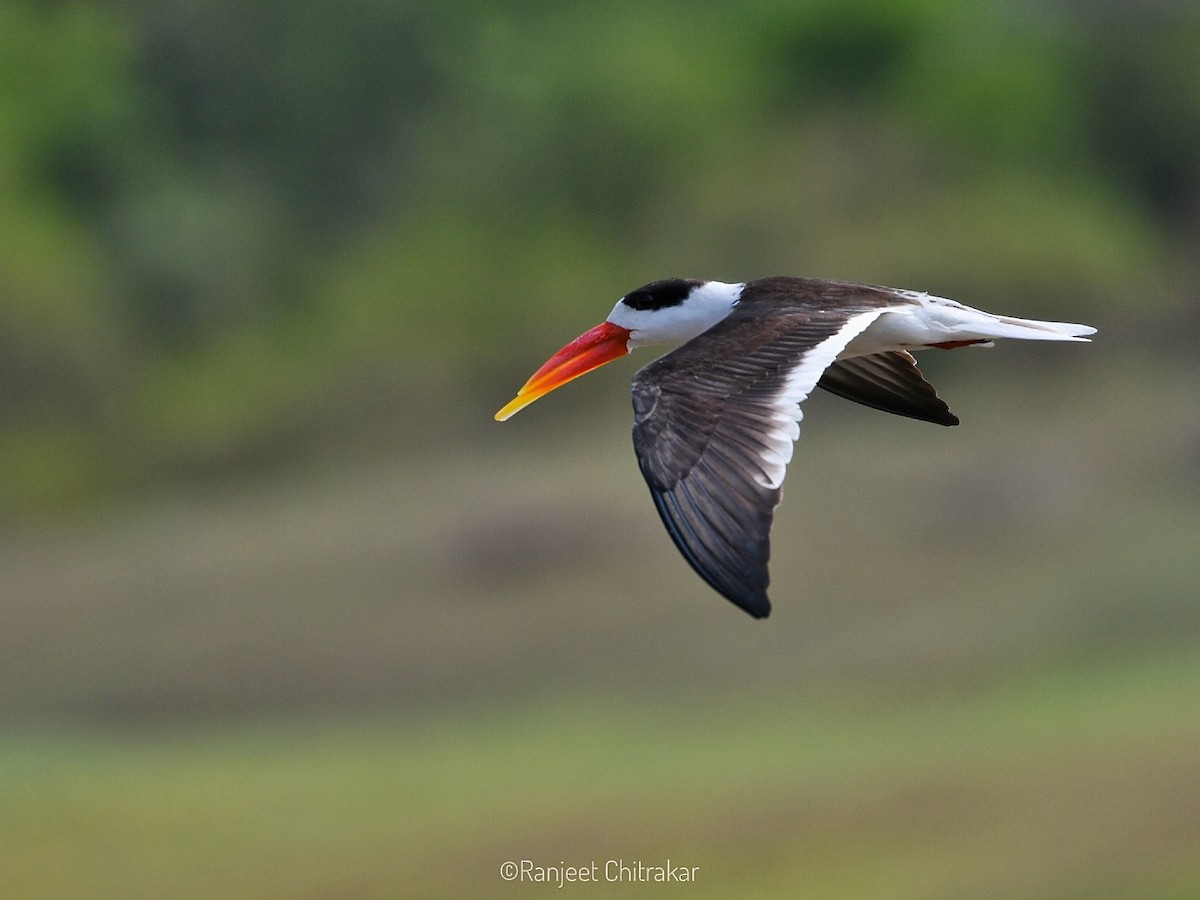 Indian Skimmer - Ranjeet Chitrakar