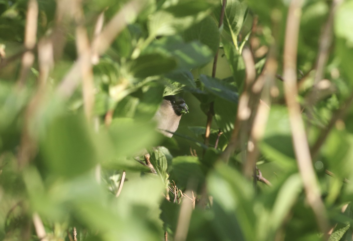 Azores Bullfinch - Nick  Lund