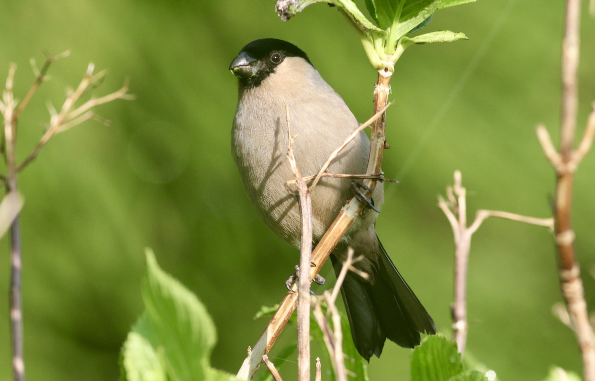 Azores Bullfinch - Nick  Lund
