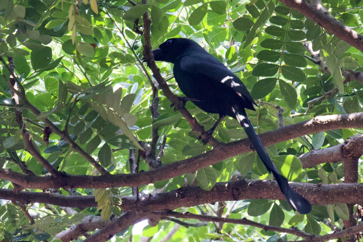 Racket-tailed Treepie - Tom McIntosh