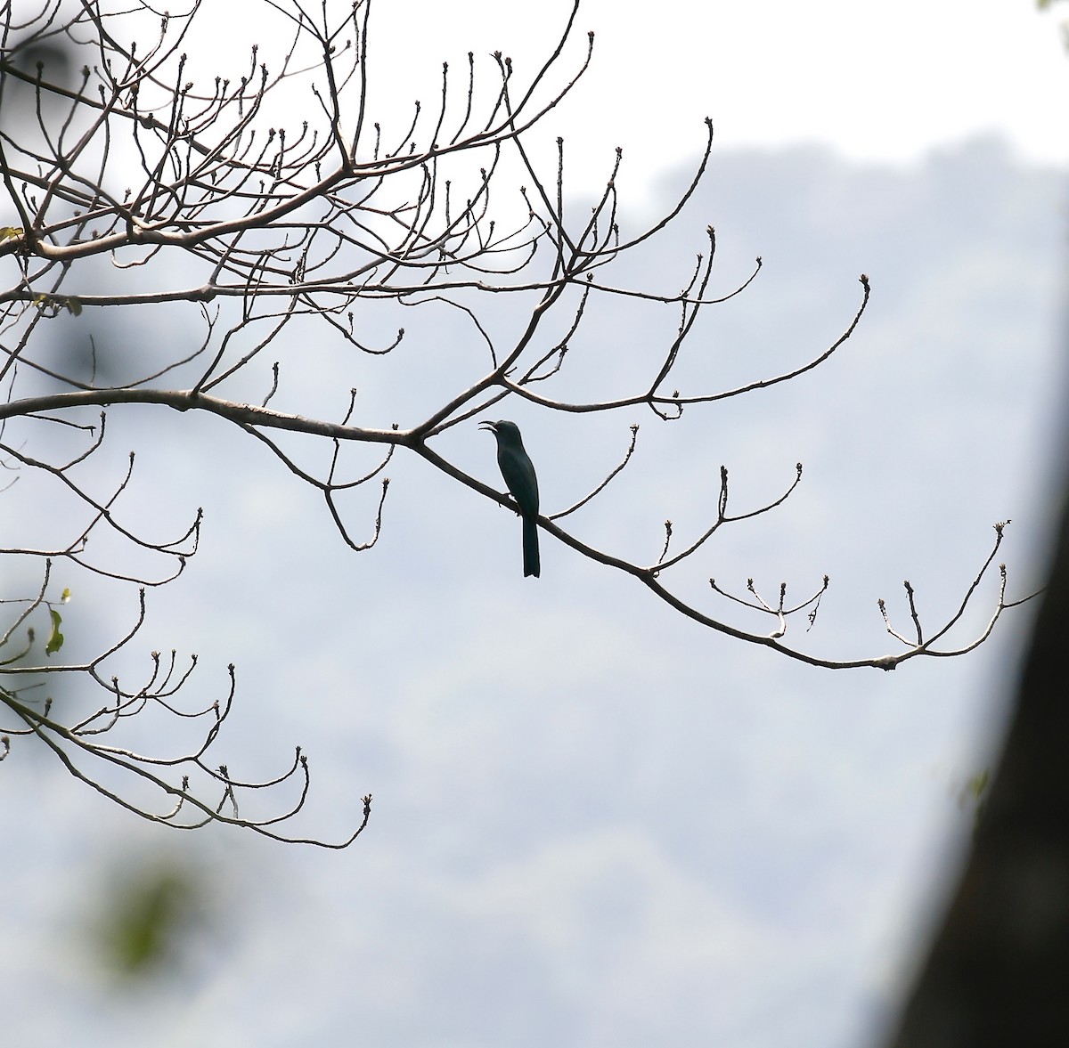 Blue-bearded Bee-eater - ML617647248