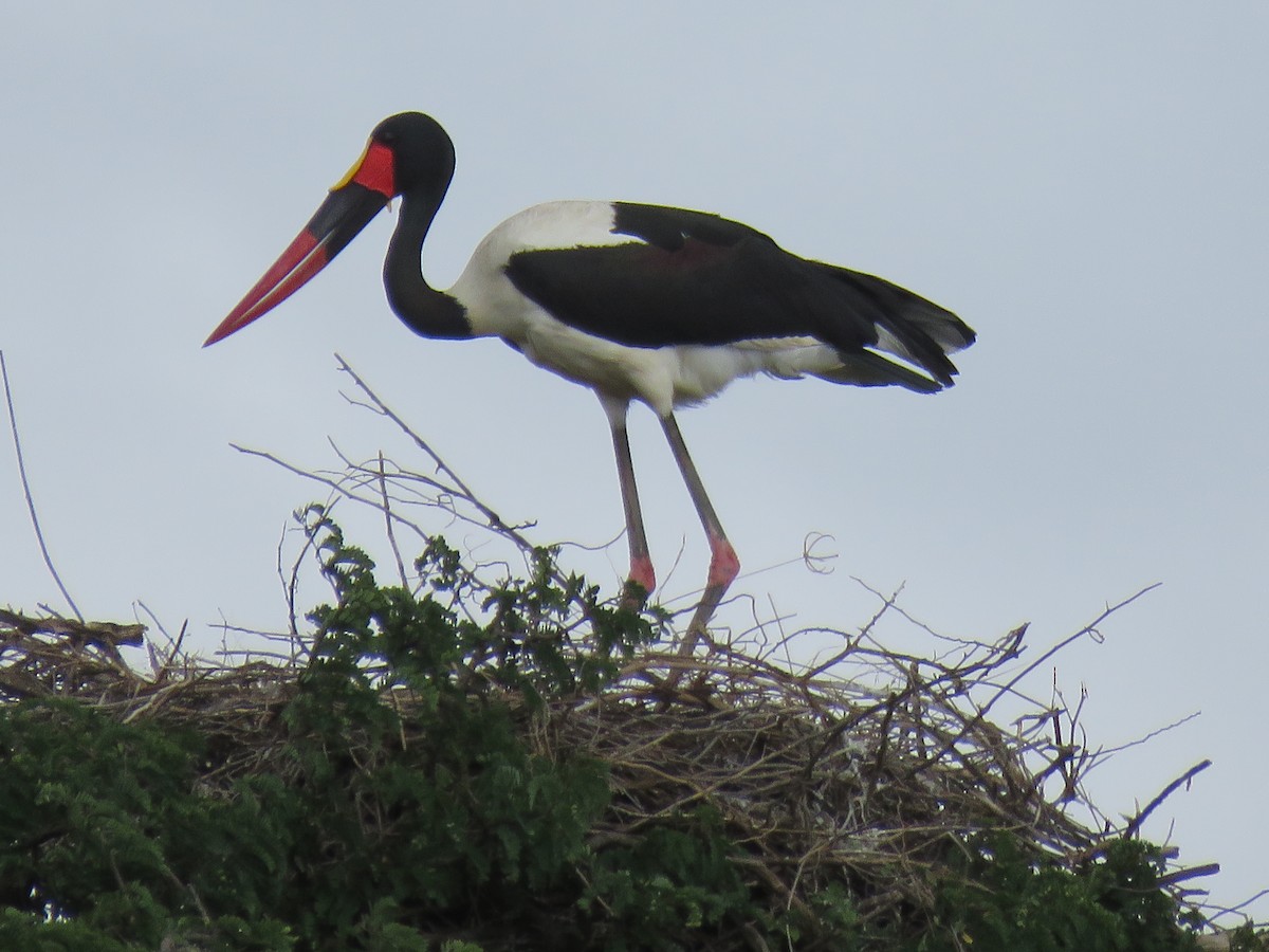 Saddle-billed Stork - ML617647274