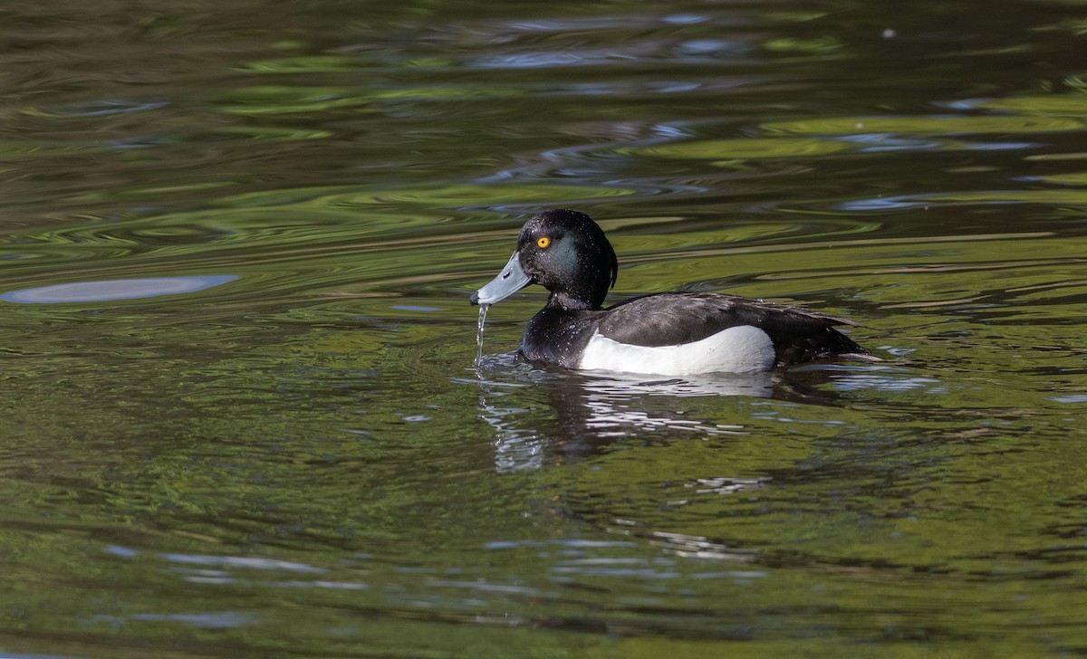 Tufted Duck - ML617647278