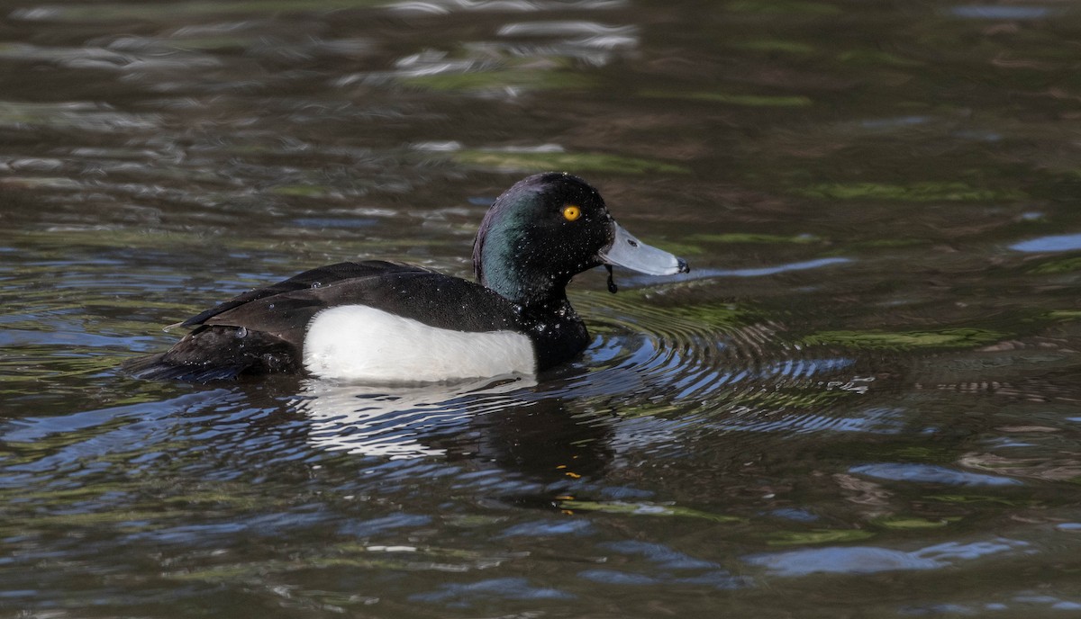 Tufted Duck - ML617647280