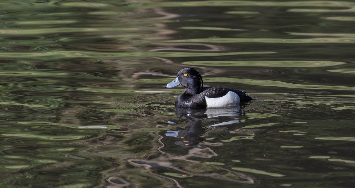 Tufted Duck - ML617647281