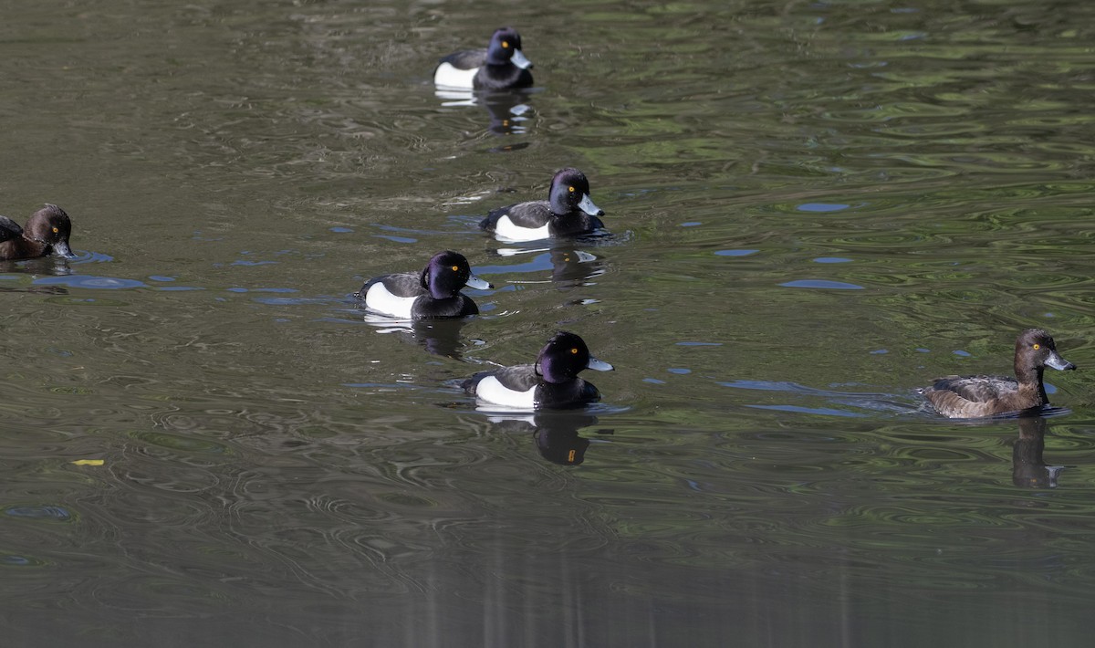 Tufted Duck - ML617647282