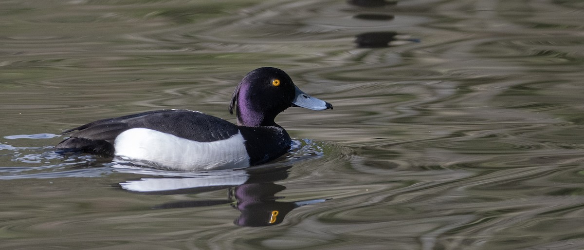Tufted Duck - ML617647283