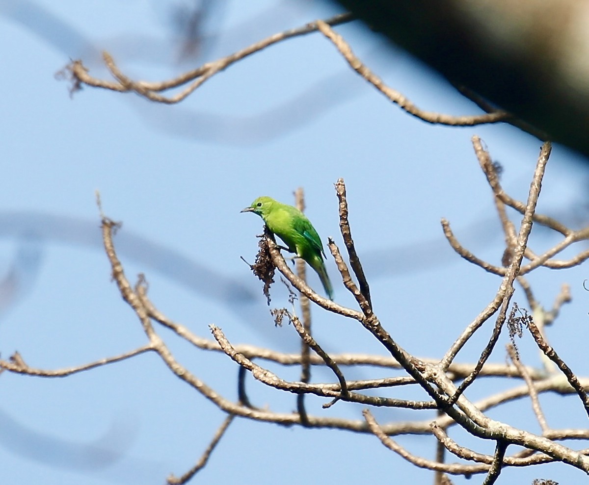 Blue-winged Leafbird - Mark  Hogarth