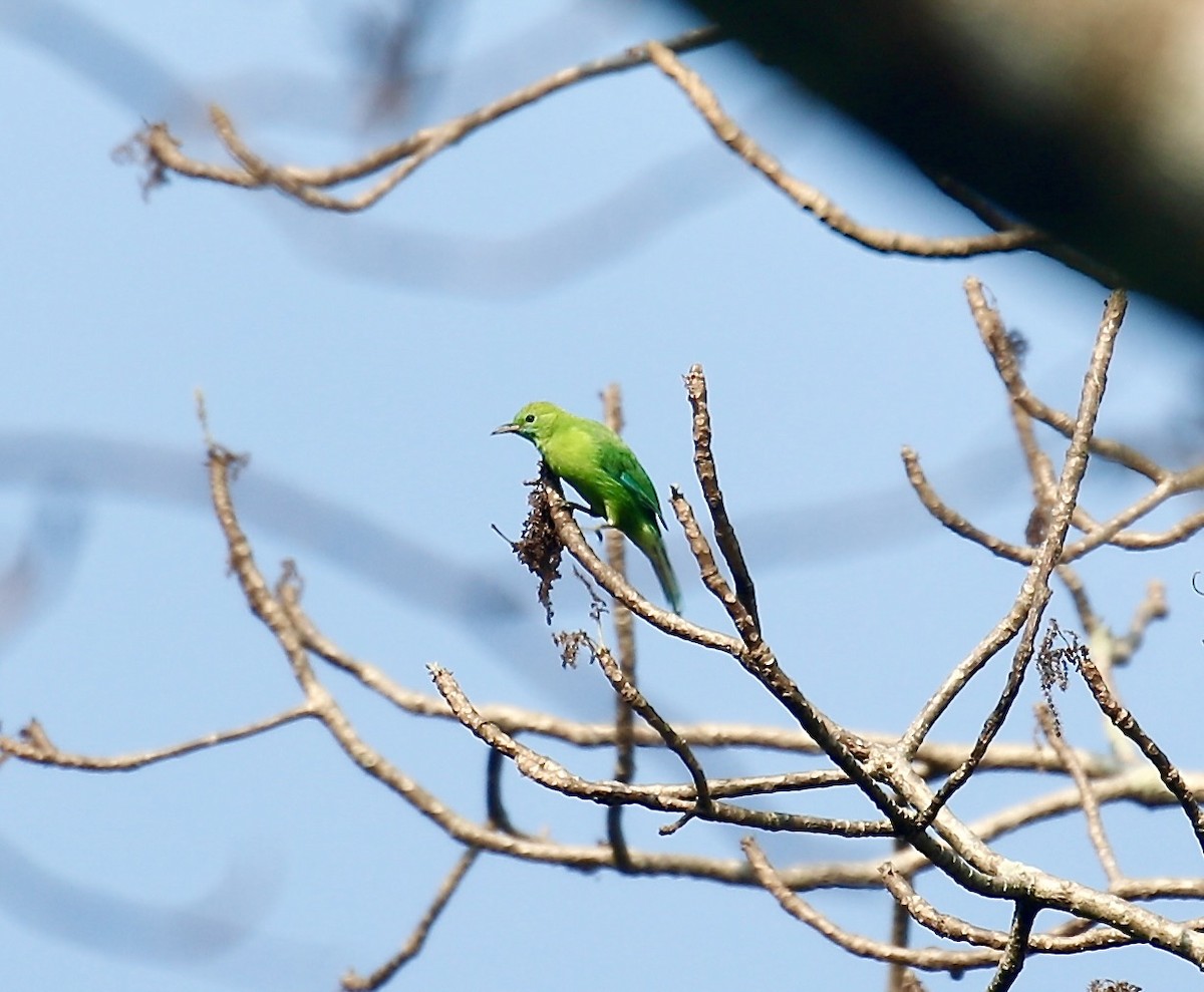 Verdin à ailes bleues - ML617647312