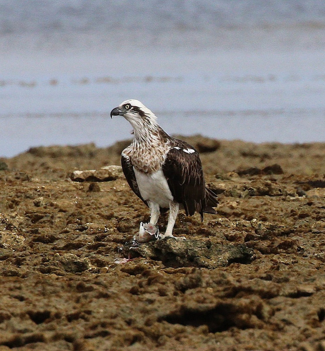 Osprey (Australasian) - ML617647317