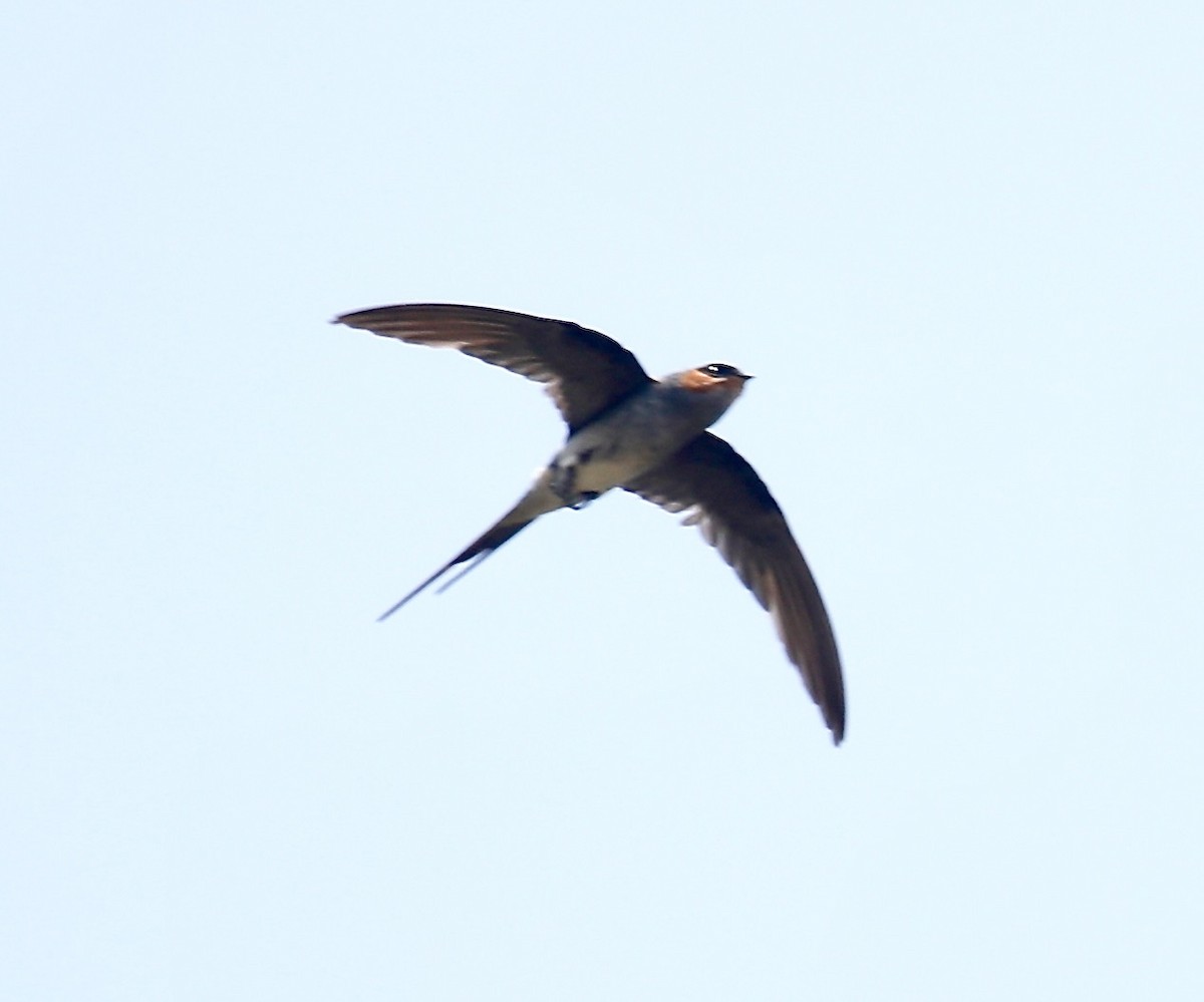 Crested Treeswift - ML617647330