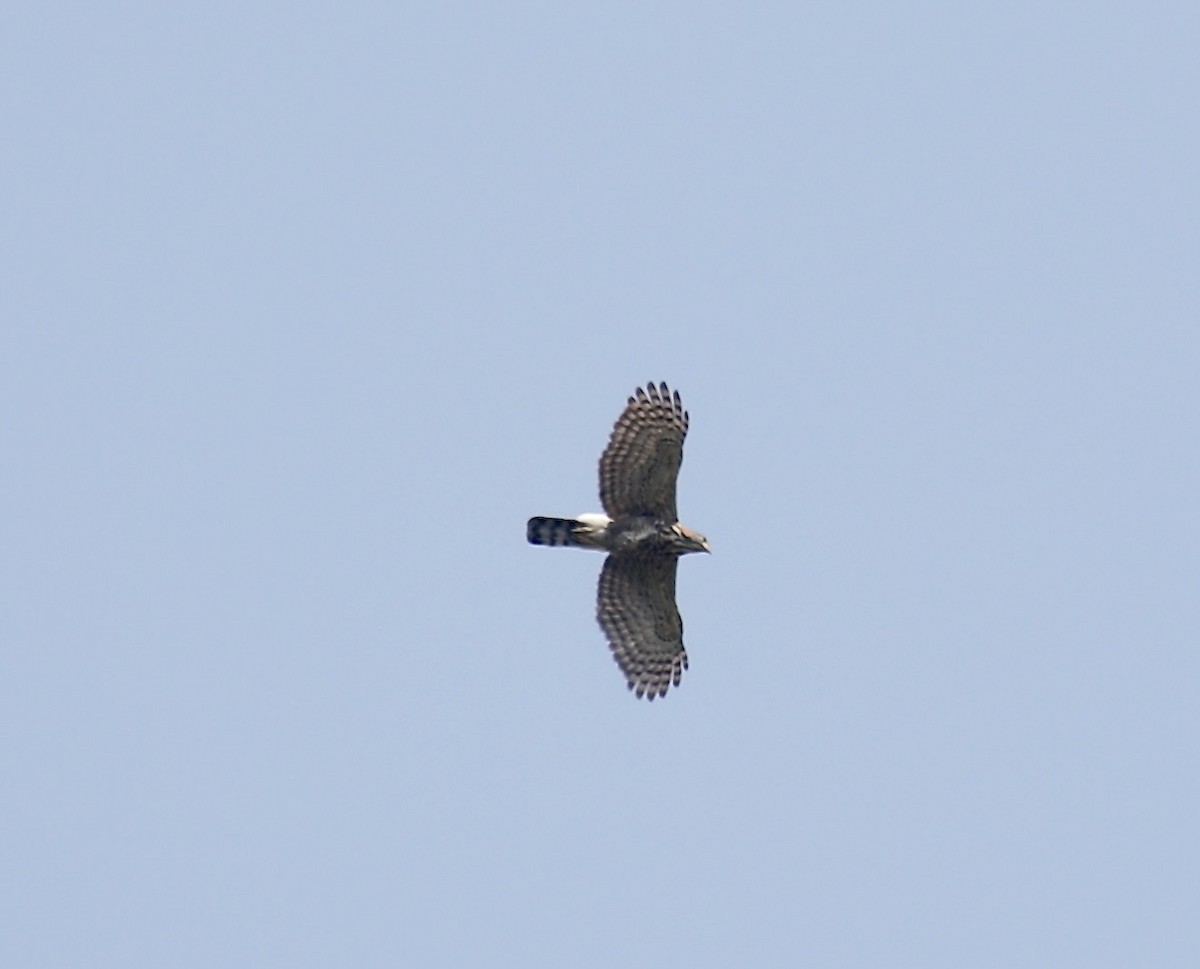 Crested Goshawk - ML617647335