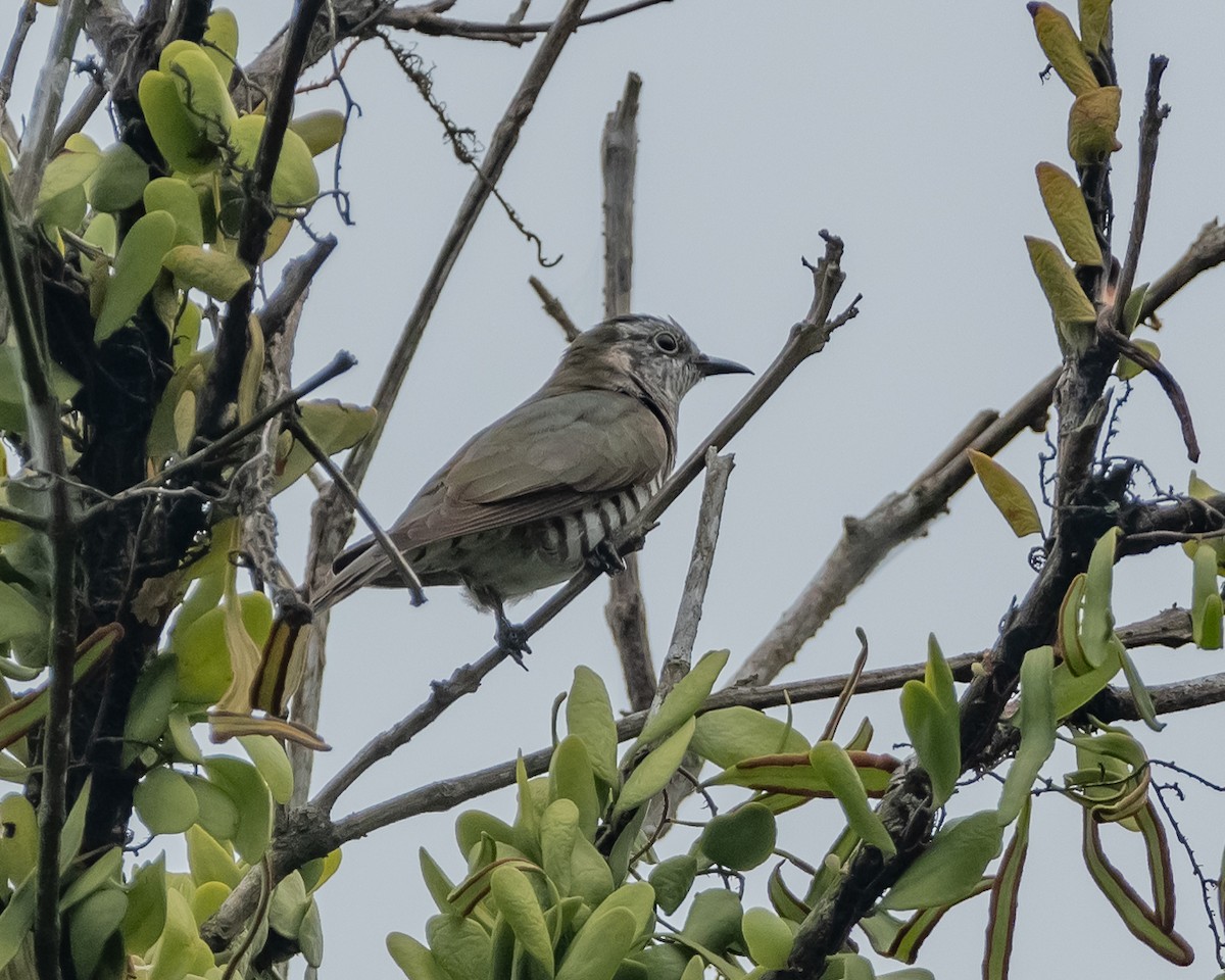 Little Bronze-Cuckoo - Yan Ze Ng