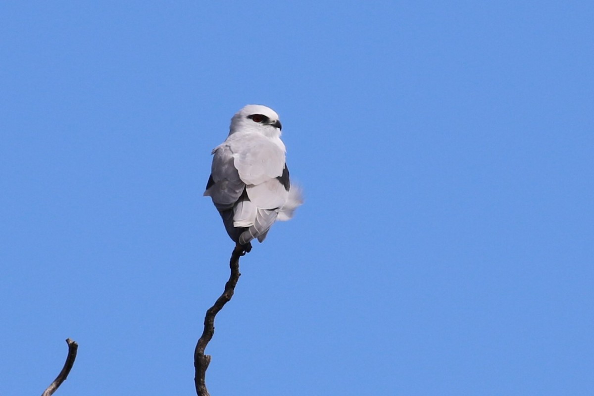 Black-shouldered Kite - Deb & Rod R