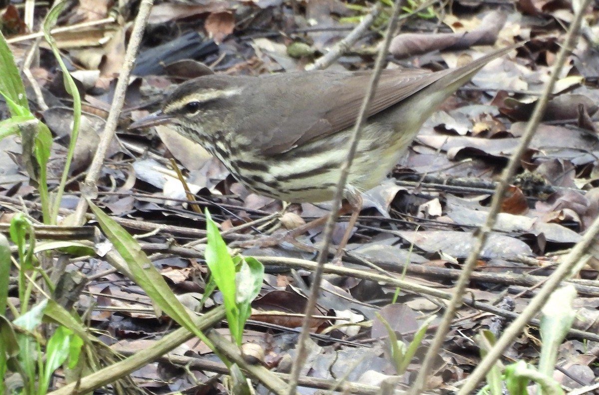 Northern Waterthrush - Nancy Braun