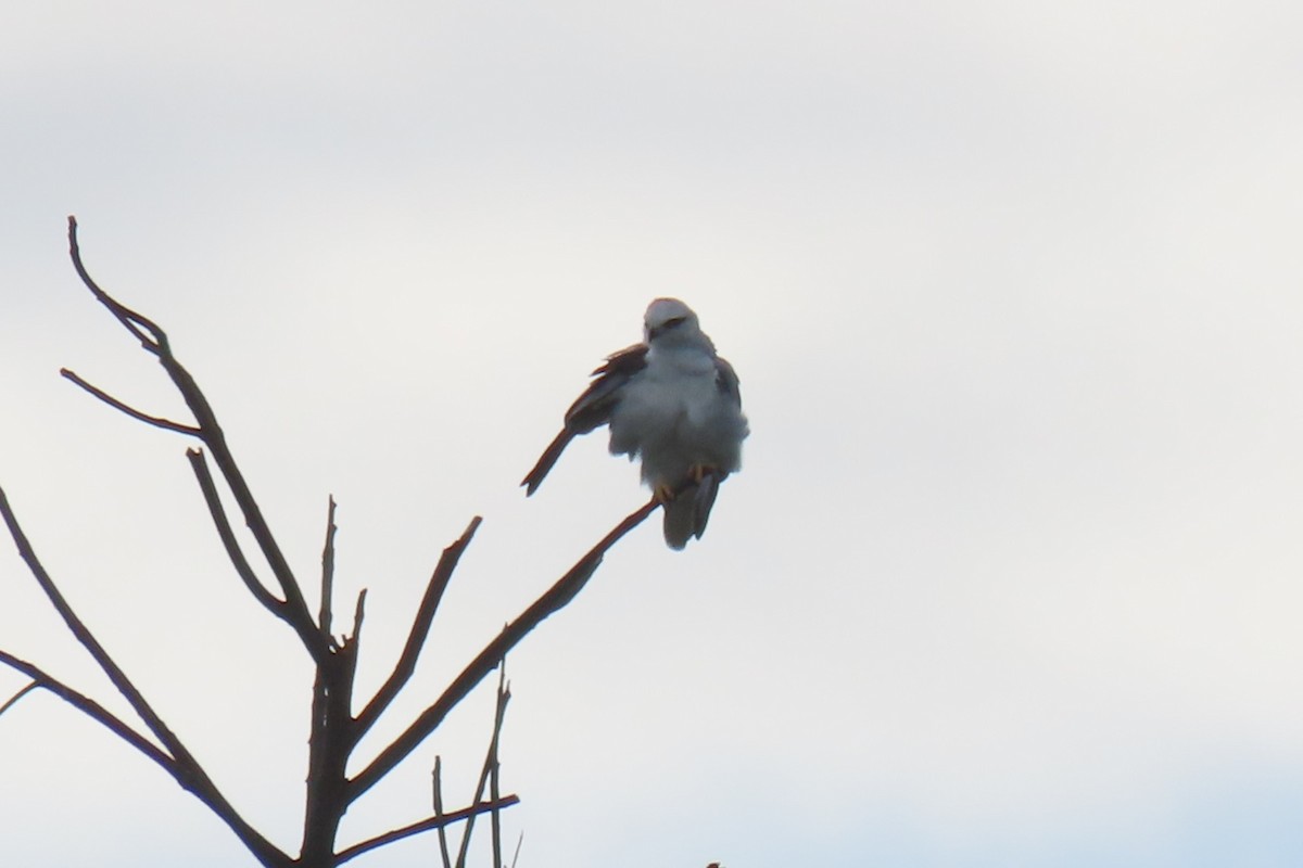 Black-shouldered Kite - Deb & Rod R