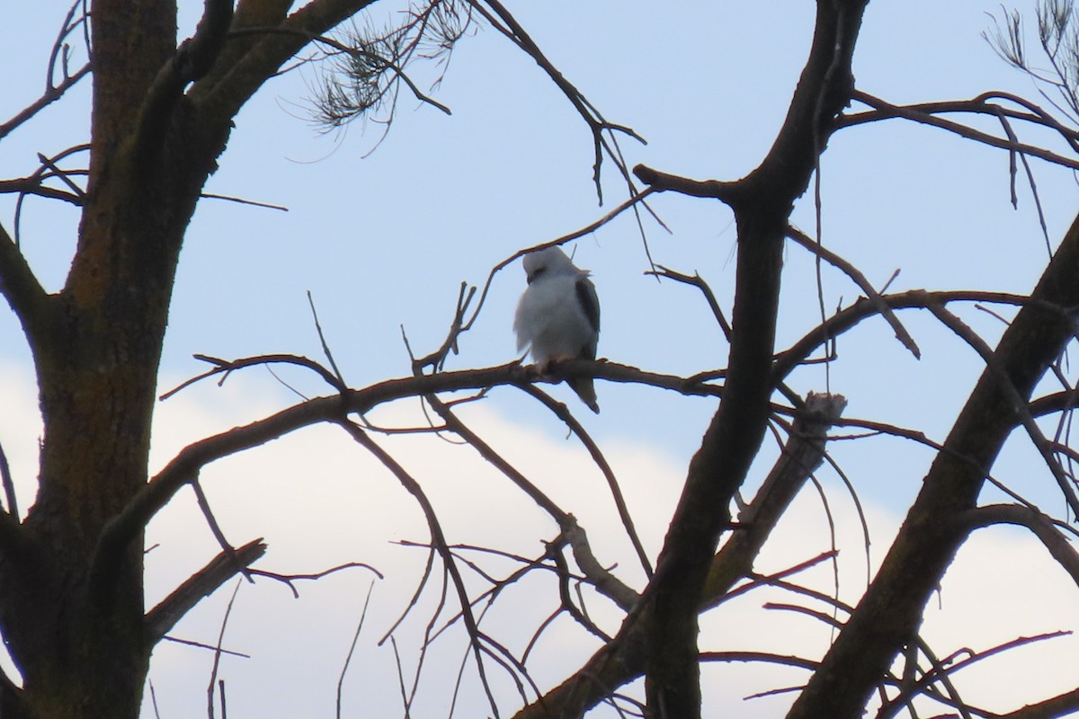 Black-shouldered Kite - Deb & Rod R