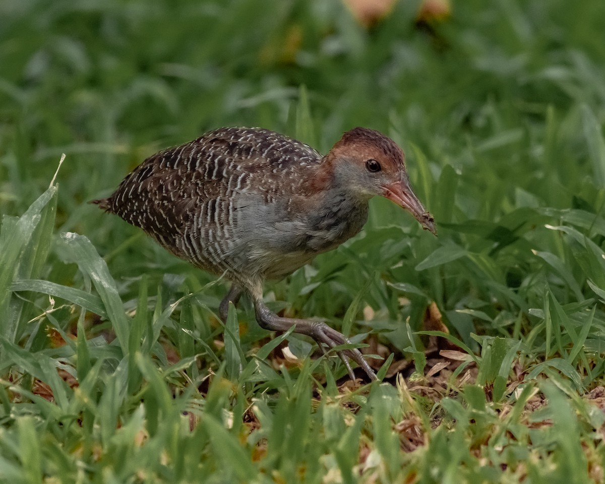 Slaty-breasted Rail - Yan Ze Ng