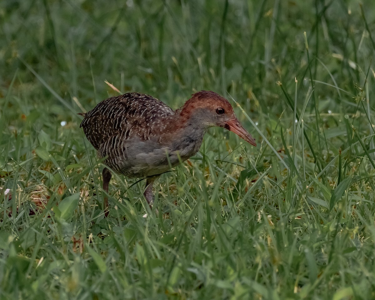 Slaty-breasted Rail - ML617647410