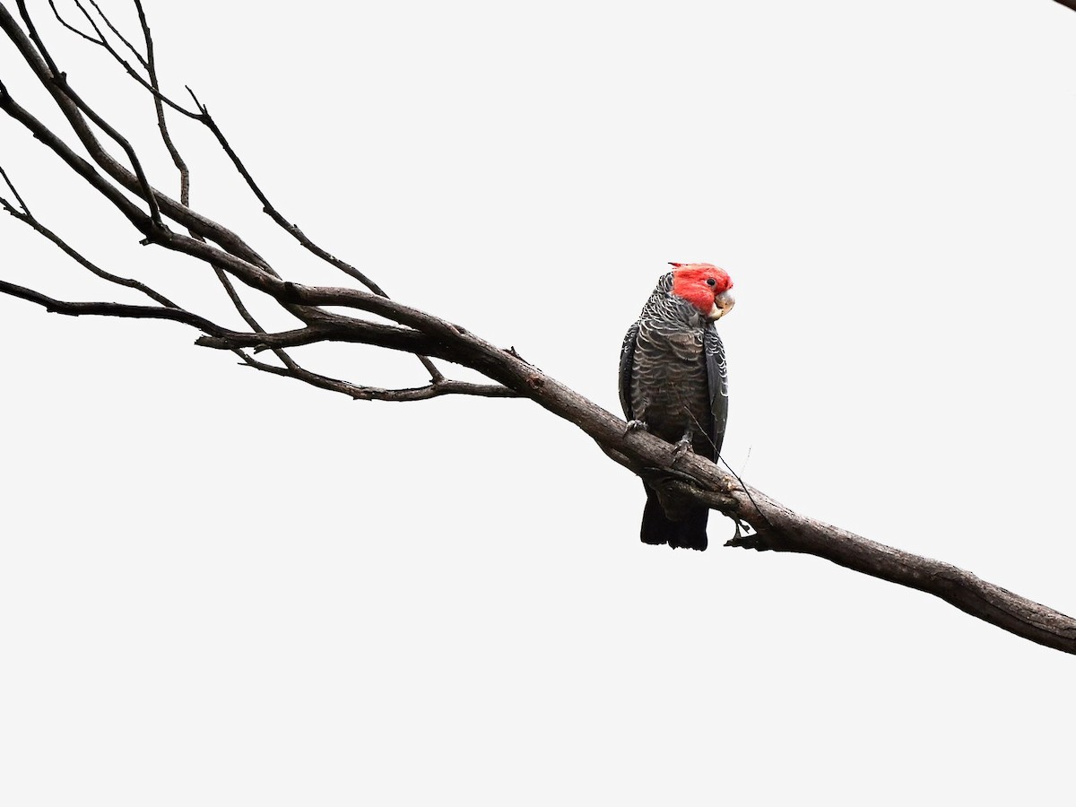 Gang-gang Cockatoo - Neil Boness