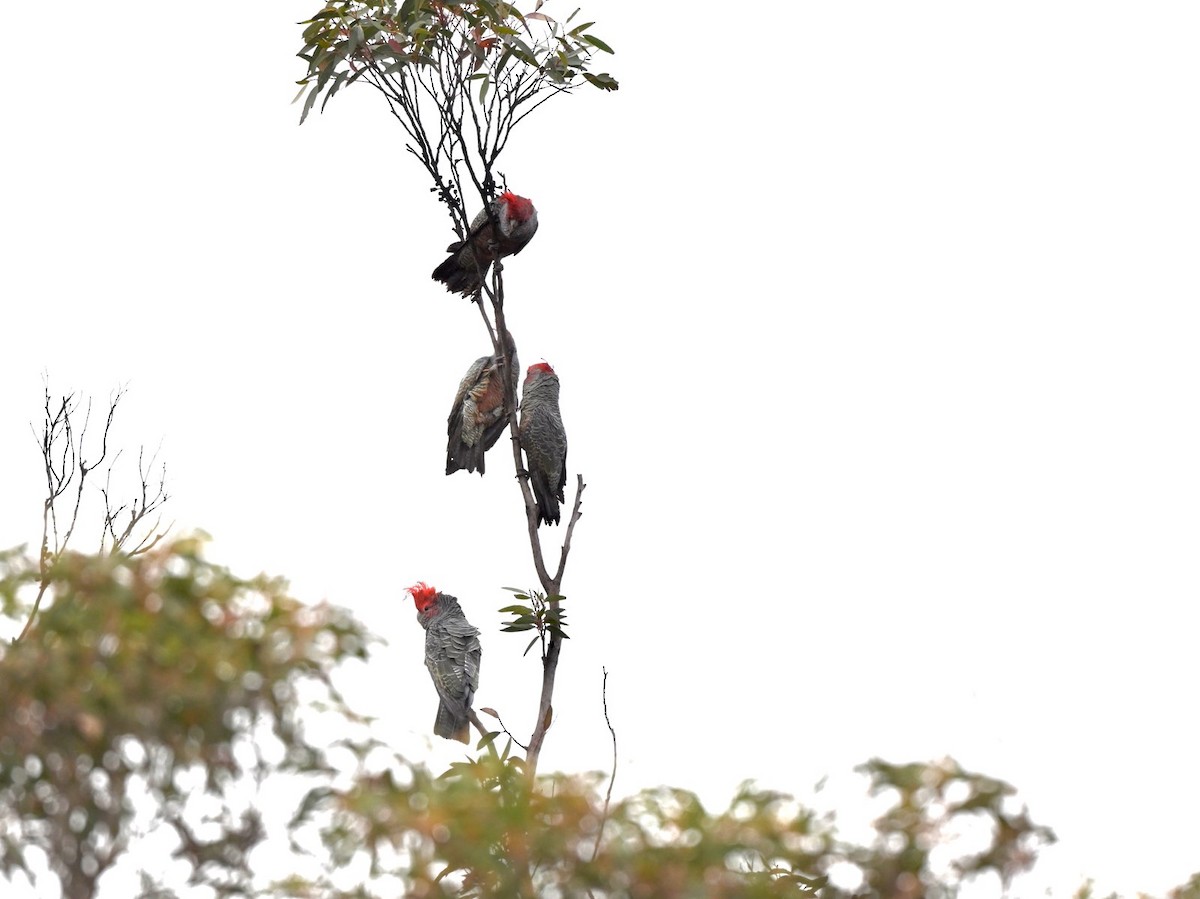 Gang-gang Cockatoo - Neil Boness