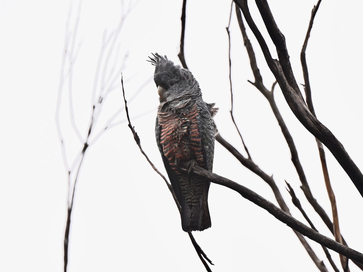 Gang-gang Cockatoo - Neil Boness