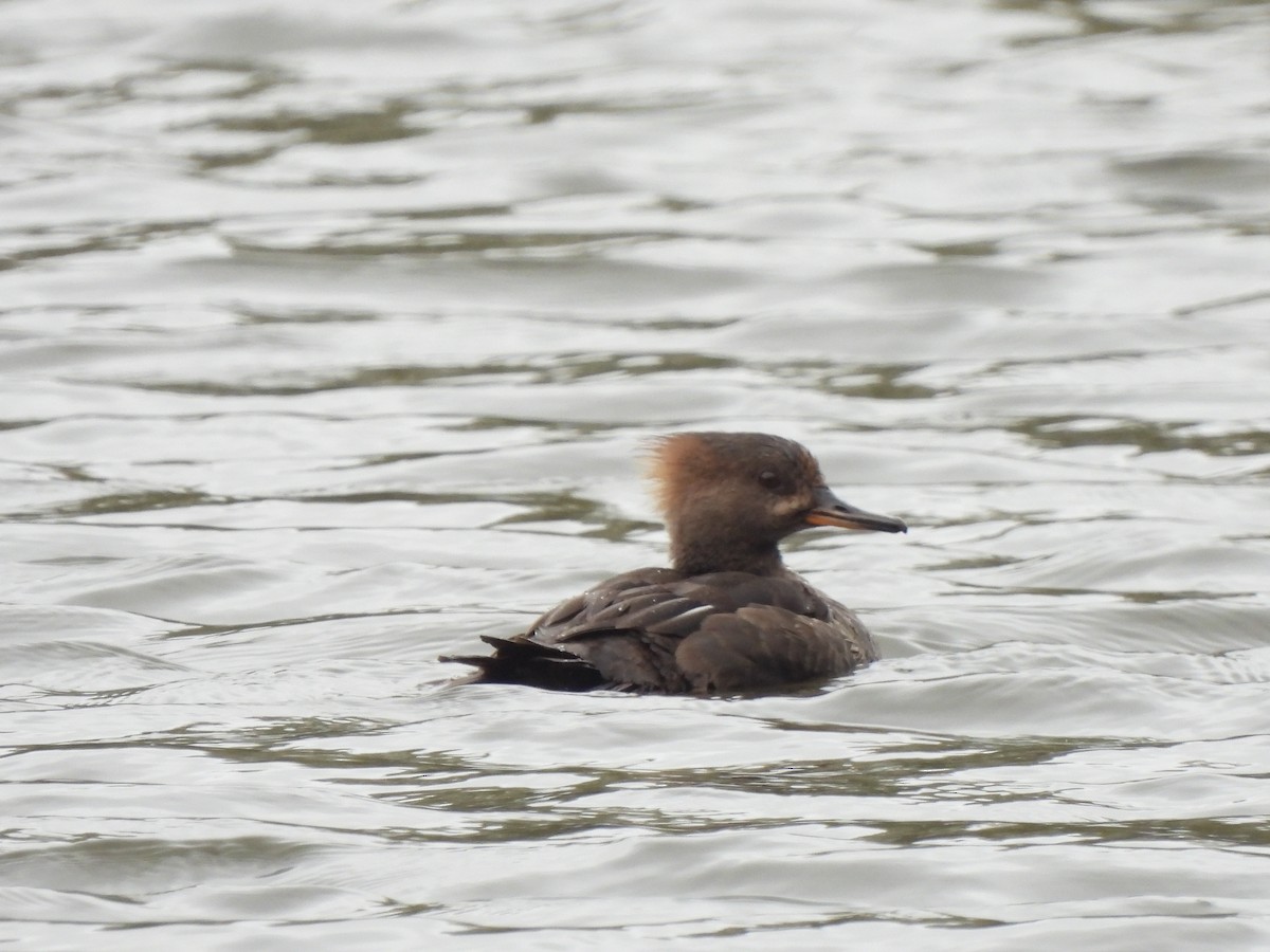 Hooded Merganser - ML617647440