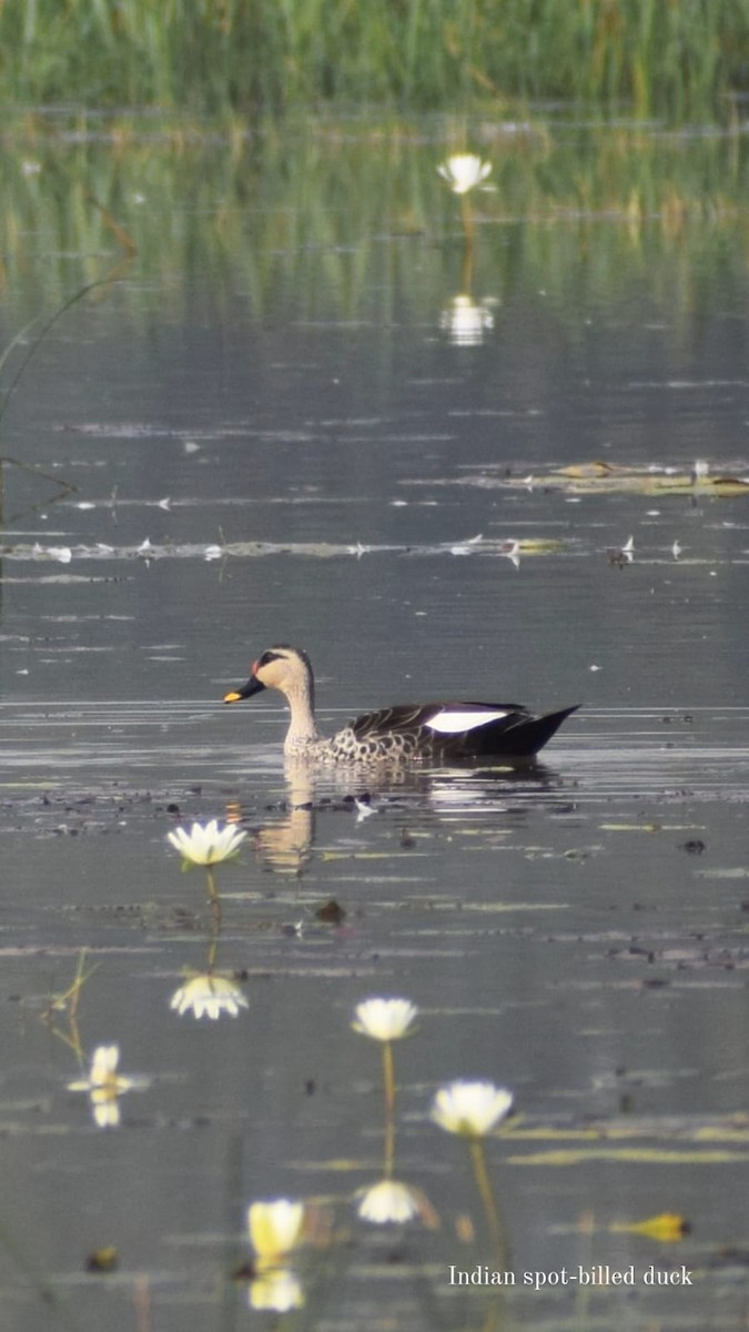 Indian Spot-billed Duck - Samarjit Nayak