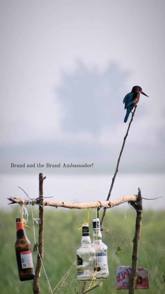 White-throated Kingfisher - Samarjit Nayak