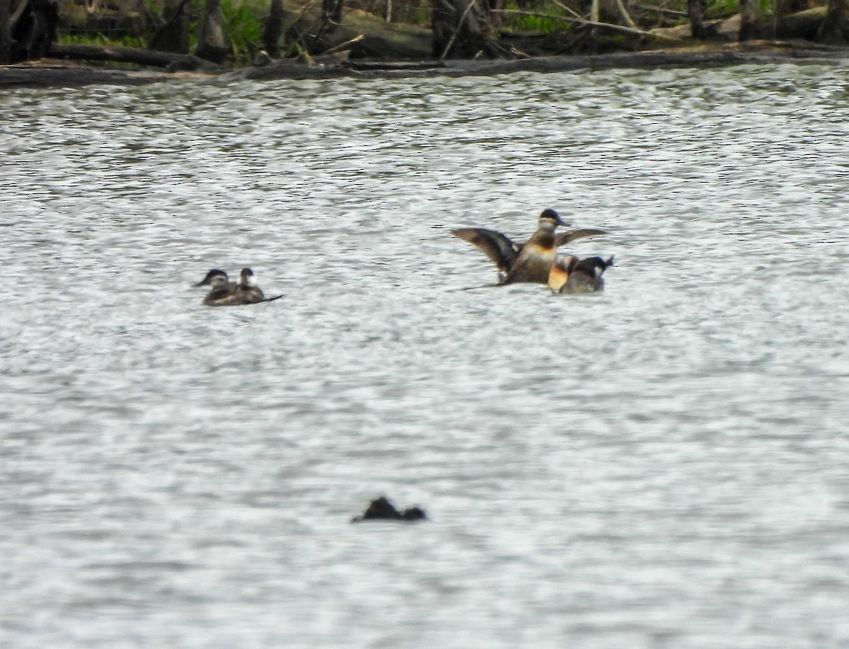 Ruddy Duck - ML617647518