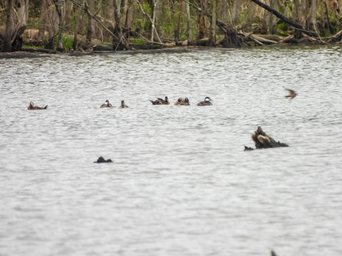 Ruddy Duck - ML617647519