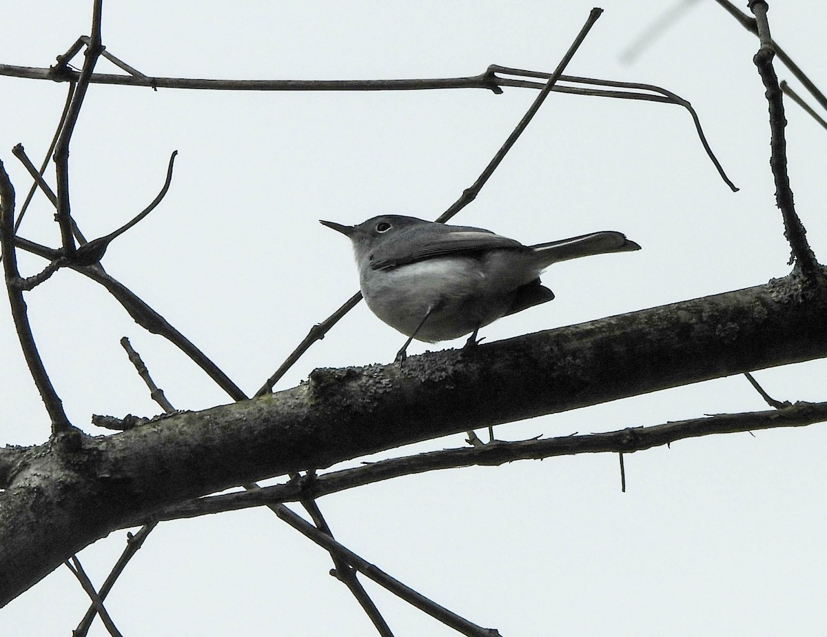 Blue-gray Gnatcatcher - ML617647523