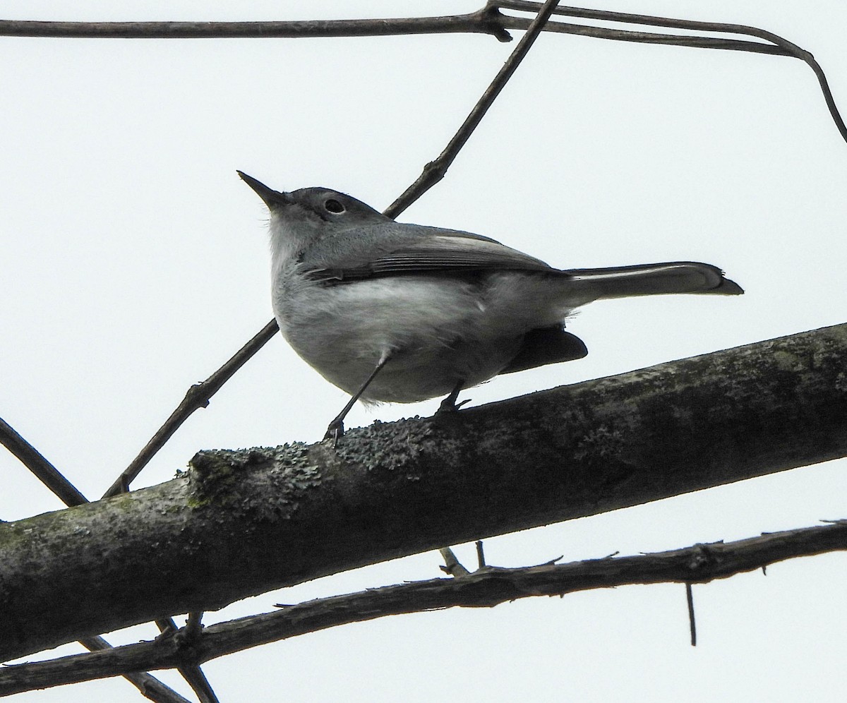 Blue-gray Gnatcatcher - ML617647524