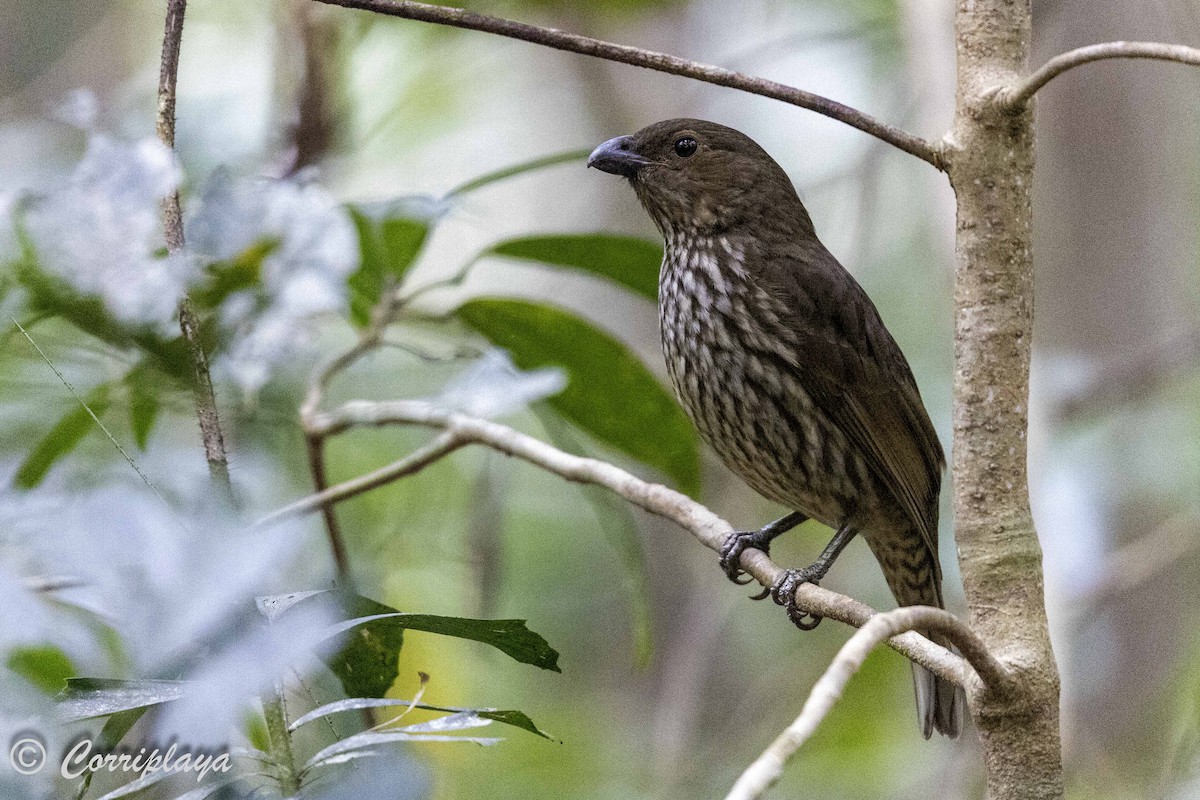 Tooth-billed Bowerbird - Fernando del Valle