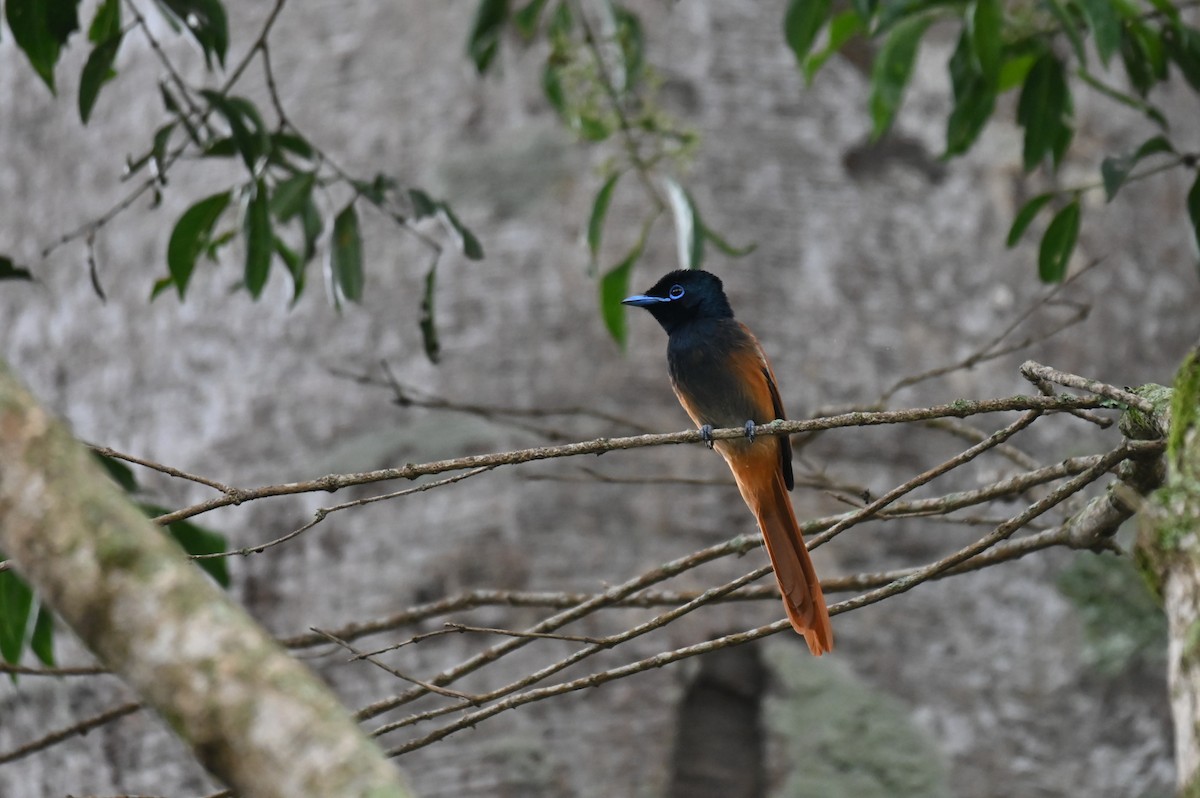 Black-headed x African Paradise-Flycatcher (hybrid) - ML617647584