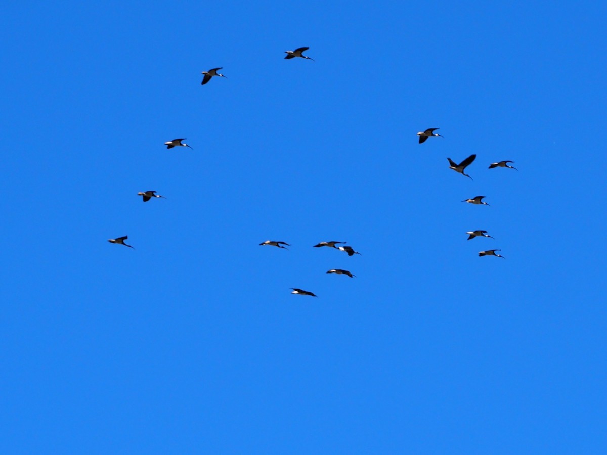 ムギワラトキ - ML617647596