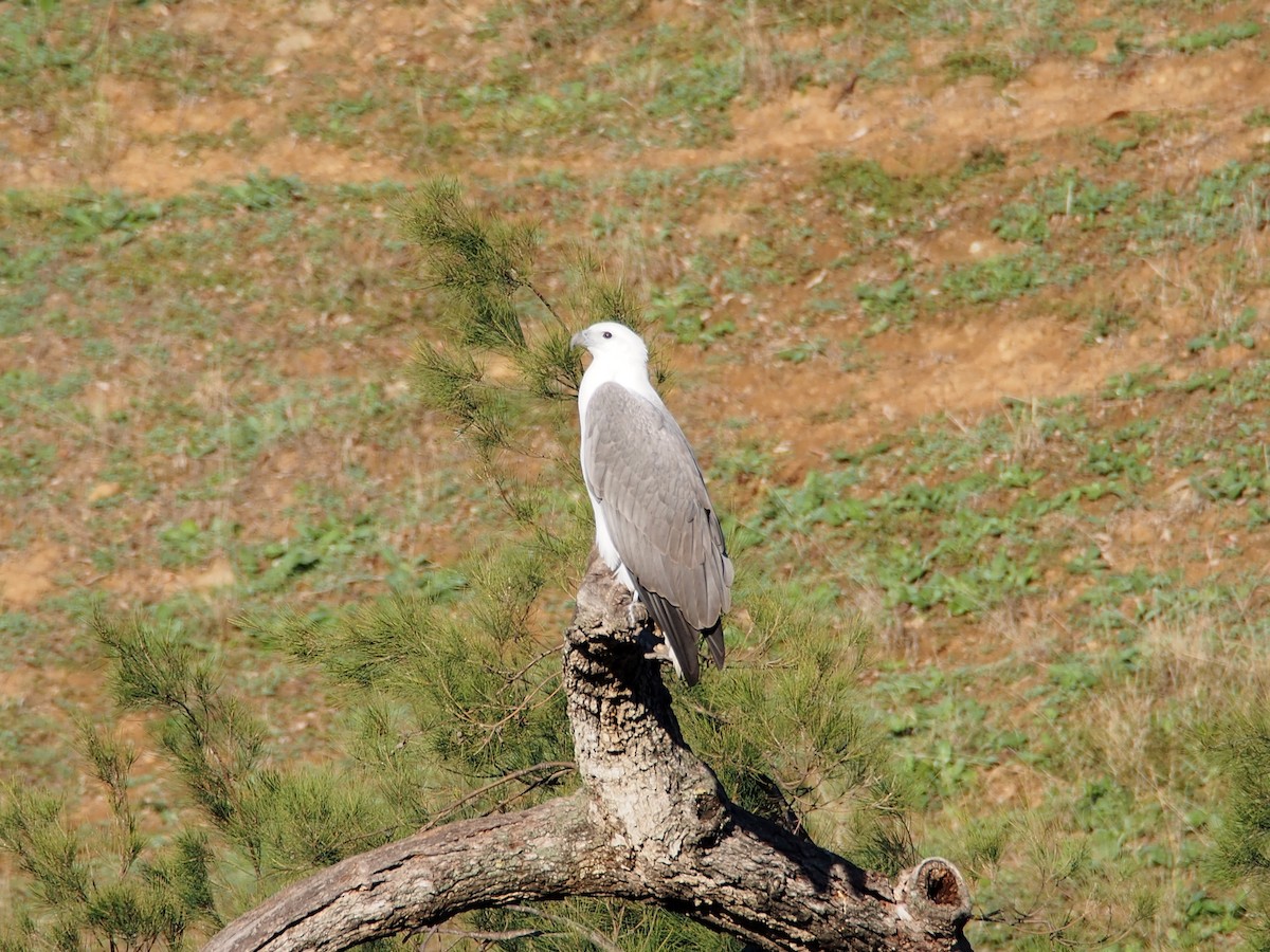 シロハラウミワシ - ML617647602